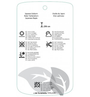 Etichette di Acer palmatum 'Beni-Maiko' *