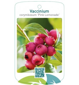 Vaccinium corymbosum 'Pink Lemonade'