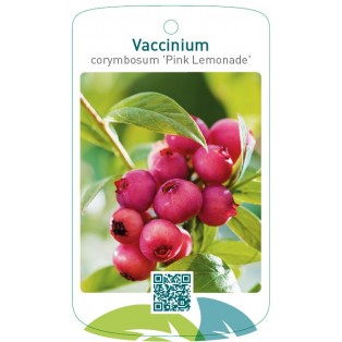 Vaccinium corymbosum 'Pink Lemonade'