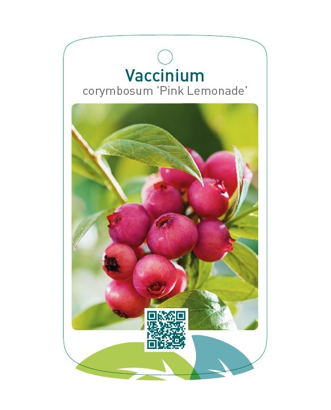 Vaccinium corymbosum 'Pink Lemonade'