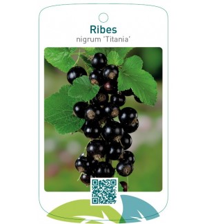 Ribes nigrum 'Titania'