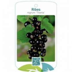 Ribes nigrum 'Titania'