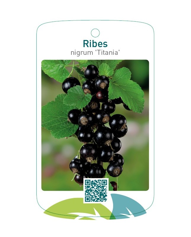 Ribes nigrum 'Titania'