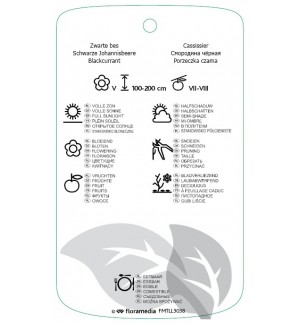 Etichette di Ribes nigrum 'Titania' *