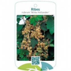 Ribes rubrum 'Witte Hollander'