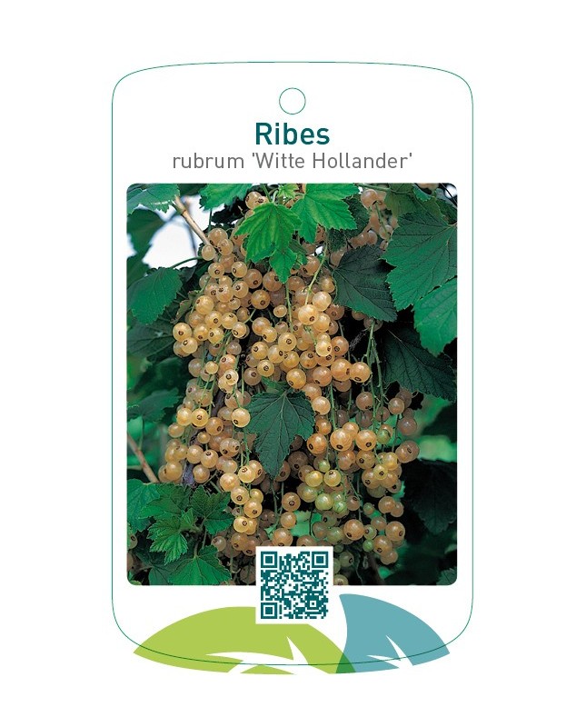 Ribes rubrum 'Witte Hollander'
