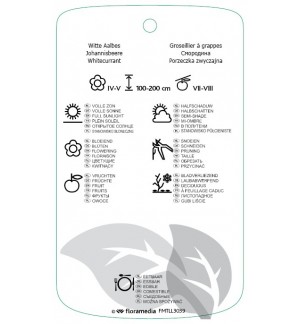Etichette di Ribes rubrum 'Witte Hollandir' *