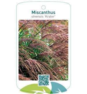 Miscanthus sinensis ‘Krater’