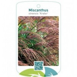 Miscanthus sinensis ‘Krater’