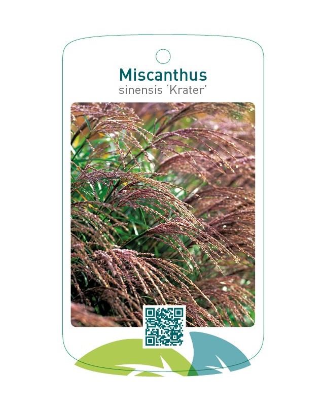 Miscanthus sinensis ‘Krater’