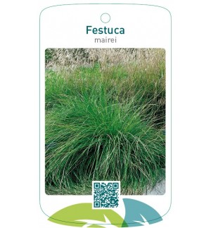 Festuca mairei