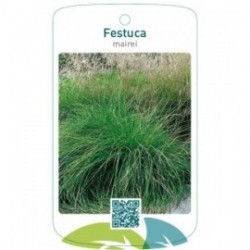 Festuca mairei
