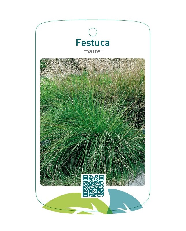 Festuca mairei