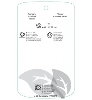 Etichette di Festuca mairei *