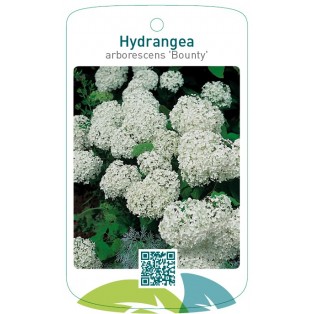 Hydrangea arborescens 'Bounty'