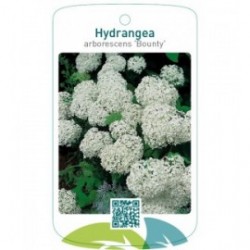 Hydrangea arborescens 'Bounty'