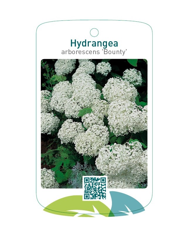 Hydrangea arborescens 'Bounty'