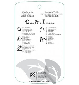 Etichette di Hydrangea arborescens 'Bounty' *