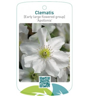 Clematis [Early Large flow. Gr] 'Apollonia'
