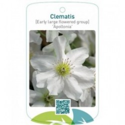 Clematis [Early Large flow. Gr] 'Apollonia'