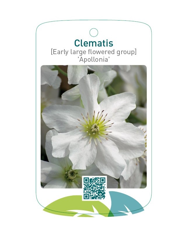 Clematis [Early Large flow. Gr] 'Apollonia'