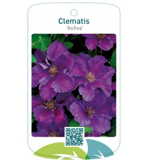 Clematis 'Ashva'