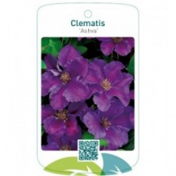 Clematis 'Ashva'