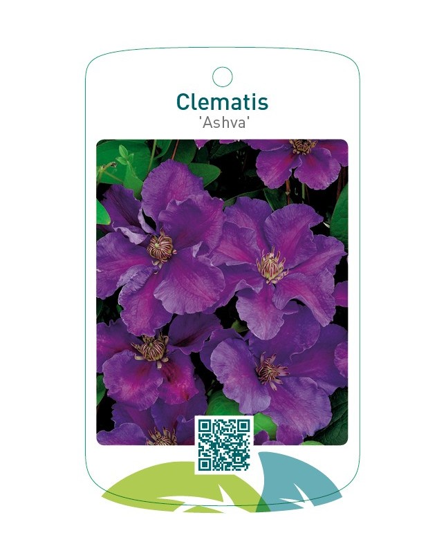 Clematis 'Ashva'