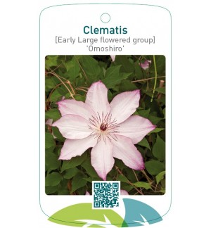 Clematis [Early Large flow. gr] ' Omoshiro'