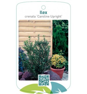 Ilex crenata 'Caroline Upright'