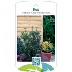 Ilex crenata 'Caroline Upright'