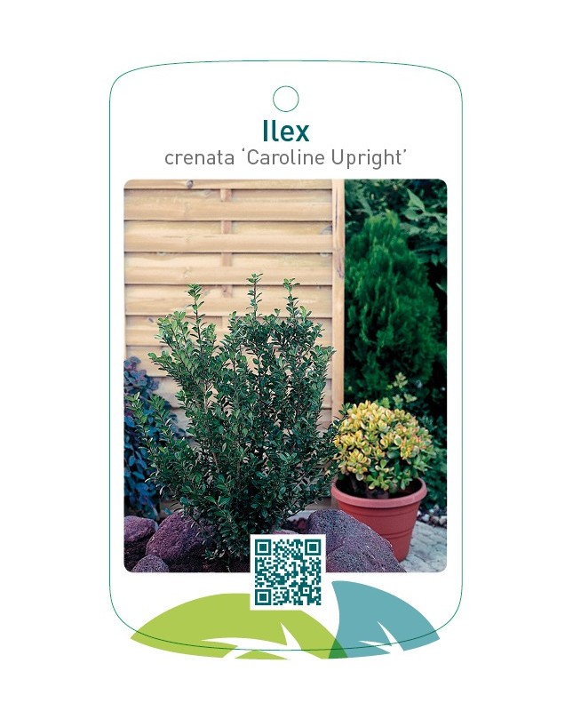Ilex crenata 'Caroline Upright'