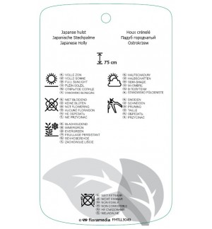 Etichette di Ilex crenata 'Caroline Upright' *