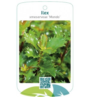 Ilex xmeserveae 'Mondo'