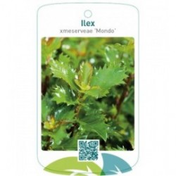 Ilex xmeserveae 'Mondo'