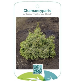Chamaecyparis obtusa 'Tsatsumi Gold'