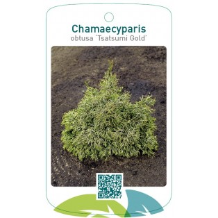 Chamaecyparis obtusa 'Tsatsumi Gold'
