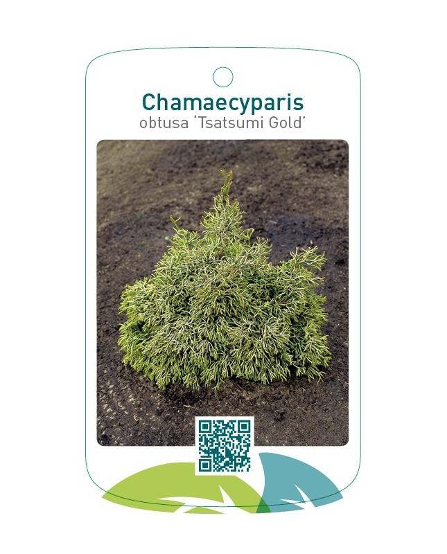 Chamaecyparis obtusa 'Tsatsumi Gold'