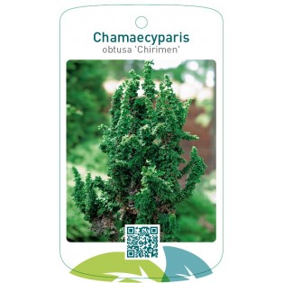 Chamaecyparis obtusa 'Chirimen'