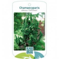 Chamaecyparis obtusa 'Chirimen'
