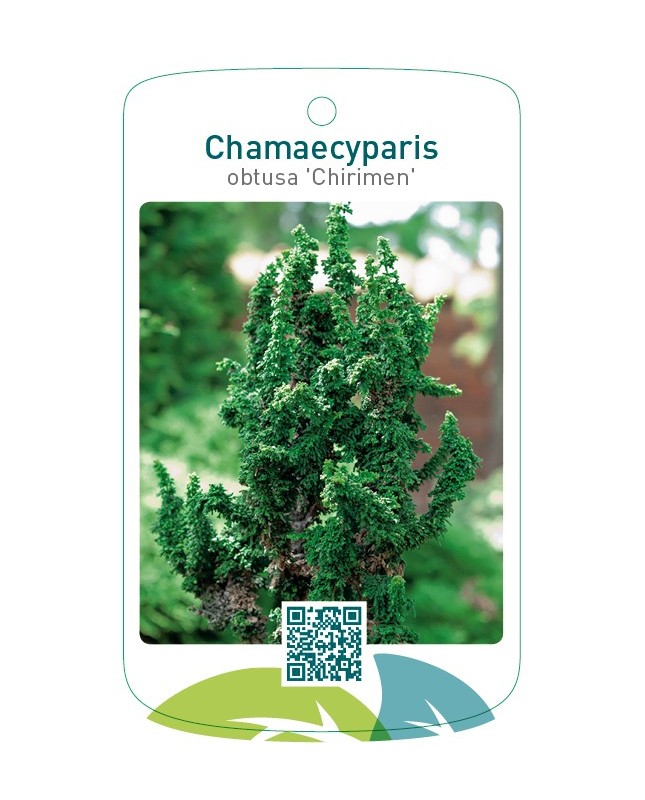 Chamaecyparis obtusa 'Chirimen'
