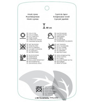 Etichette di Chamaecyparis obtusa 'Chirimen' *