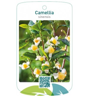 Camellia sinensis
