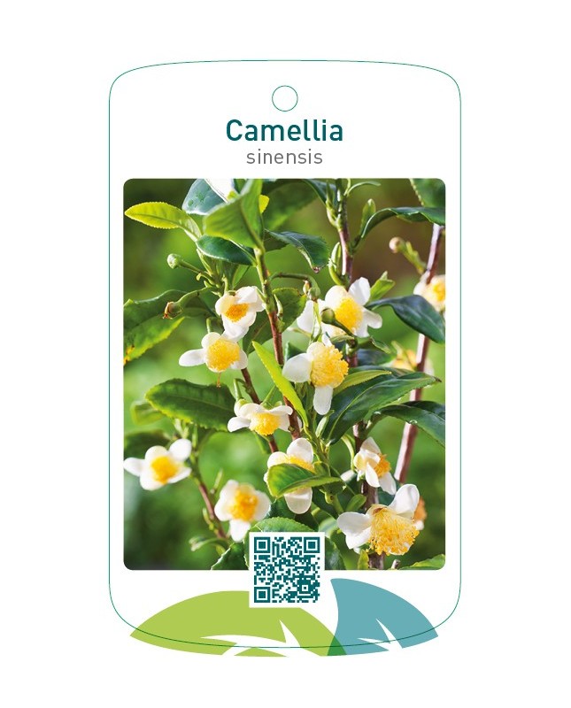 Camellia sinensis