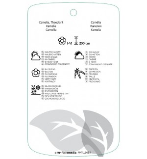 Etiquetas de Camellia sinensis *
