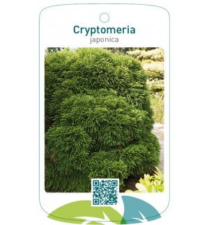 Cryptomeria japonica