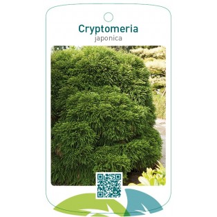 Cryptomeria japonica