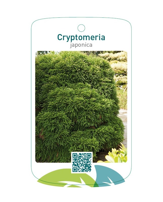 Cryptomeria japonica