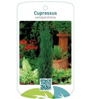 Cupressus sempervirens