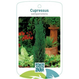 Cupressus sempervirens